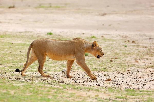 Левиця Panthera Leo Krugeri Йде Савані Шукає Решту Левової Гордості — стокове фото