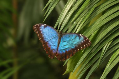 Peleides Blue Morpho (Morpho Peleides) yeşil yaprakta oturan tropikal kelebek.