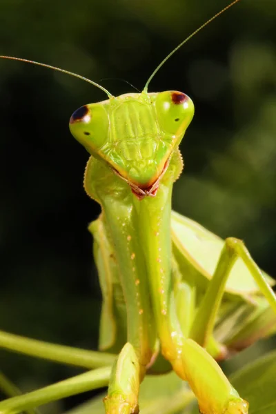 Mantis Família Sphodromantis Provavelmente Sphodromantis Viridis Detalhe Cabeça Primeira Perna — Fotografia de Stock