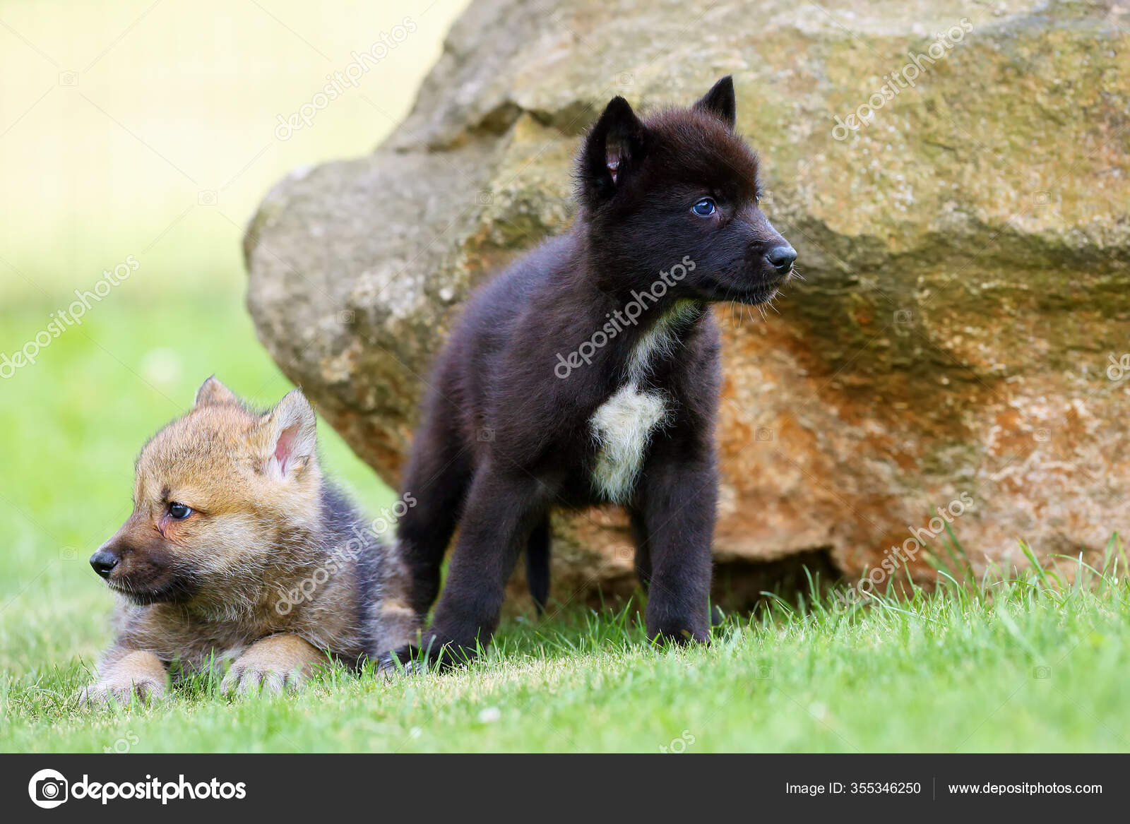 Gray Wolf Canis Lupus Also Known Timber Wolf Western Wolf Stock Photo ...