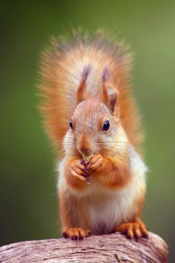 İskandinav ormanında oturan kırmızı sincap veya Avrasya kızıl sincabı (Sciurus vulgaris). Tipik bir çevrede sincap. Cevizli Sqirrrel.