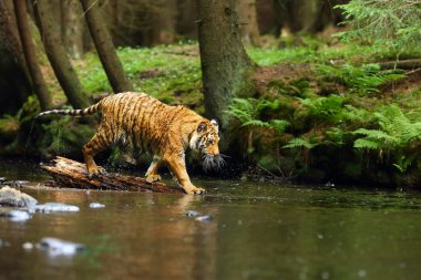 The Siberian tiger (Panthera tigris tigris),also called Amur tiger (Panthera tigris altaica) walking through the water. Beautiful female Siberian tiger in warm summer. clipart