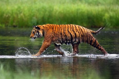 Sibirya kaplanı (Panthera tigris tigris tigris), Amur kaplanı (Panthera tigris altaica) olarak da bilinir. Sıcak yaz mevsiminde güzel dişi Sibirya kaplanı.