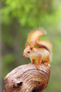 İskandinav ormanında oturan kırmızı sincap veya Avrasya kızıl sincabı (Sciurus vulgaris). Tipik bir ortamda sincap..