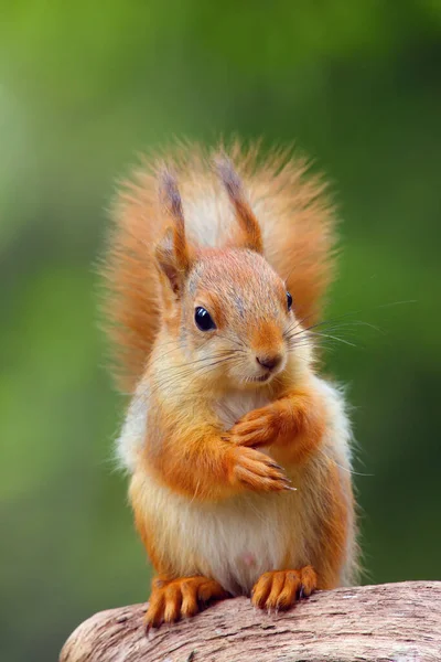 スキャンディナヴィアの森に座っている赤いリスやユーラシアの赤い女の子 Sciurus Valgaris 典型的な環境でリス ナッツとリス — ストック写真