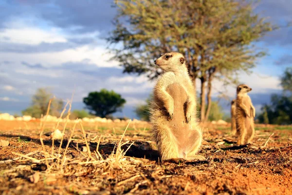 Das Erdmännchen Suricata Suricatta Das Der Nähe Des Lochs Patrouilliert — Stockfoto