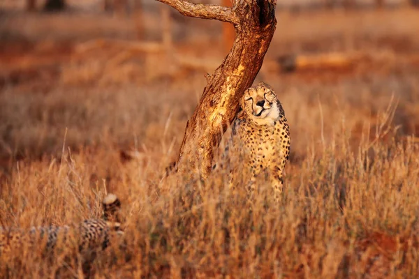 Cheetah Acinonyx Jubatus Sitting Beautiful Morning Light Bushes — Stock fotografie