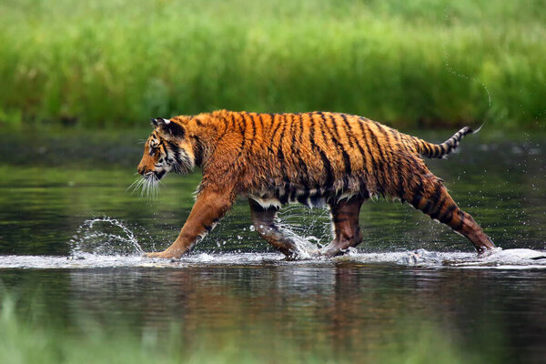 The Siberian tiger (Panthera tigris tigris),also called Amur tiger (Panthera tigris altaica) walking through the water. Beautiful female Siberian tiger in warm summer.