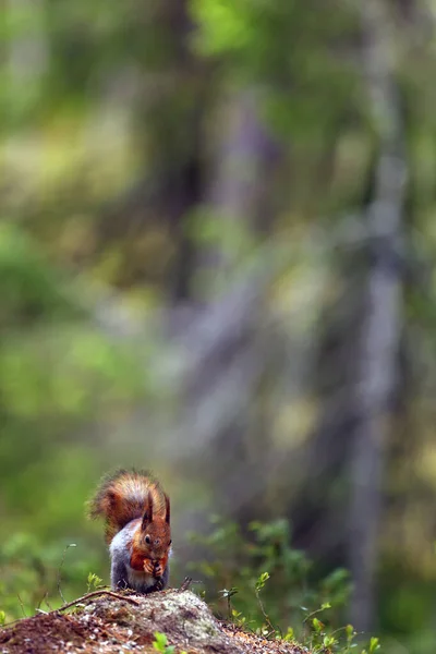 Skandináv Erdőben Ülő Vörös Mókus Vagy Eurázsiai Vörös Sguirrel Sciurus — Stock Fotó