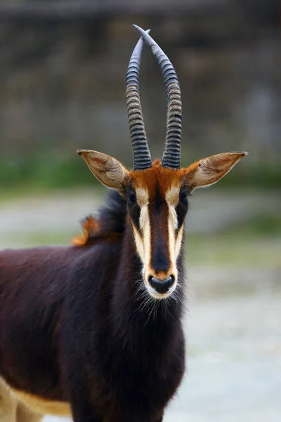 Antilope Zibellino Hippotragus Niger Ritratto Con Sfondo Verde Ritratto Antilope — Foto Stock