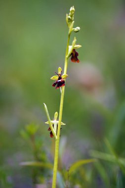 Ophrys insectifera, yeşil arka planlı sinek orkidesi. Yeşil alanda Avrupa orkidesi ve arka planda karanlık ormanlar. Avrupa 'nın nadir bitkileri.
