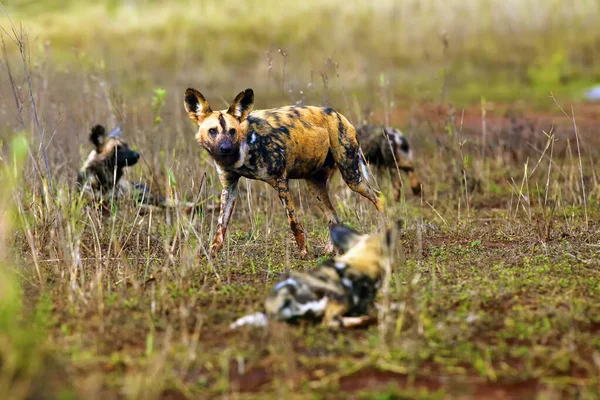Perro Salvaje Africano Perro Caza Africano Perro Pintado Africano Lycaon — Foto de Stock