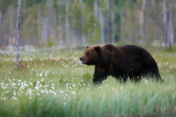 Бурый Медведь Ursus Arctos Самка Идущая Лесу Против Света Большой — стоковое фото