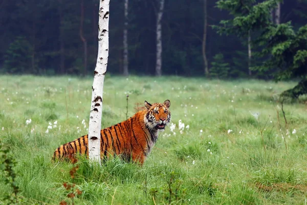 Sibirya Kaplanı Panthera Tigris Tigris Tigris Otlakta Bulunan Amur Kaplanı — Stok fotoğraf