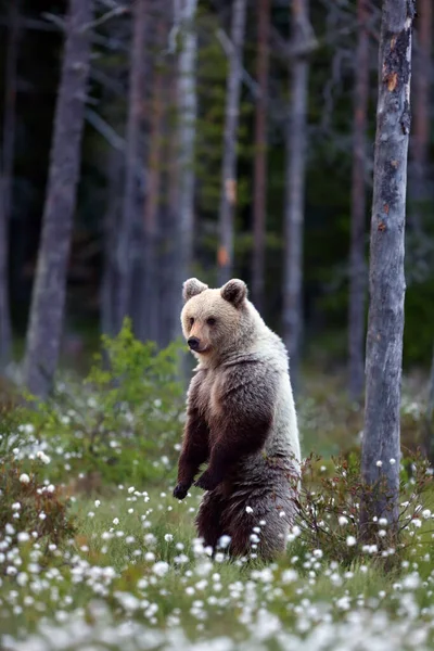 Бурый Медведь Ursus Arctos Самка Идущая Лесу Самка Медведя Финской — стоковое фото