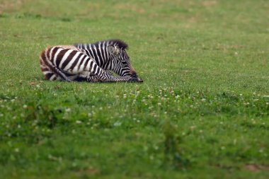 Grant zebrası (Equus quagga boehmi), yeşil bir çayırda uzanan küçük bir tay..