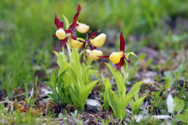 Cypripedium calceolus bir bayan terlik orkidesi, iki çiçek ve daha fazlası.
