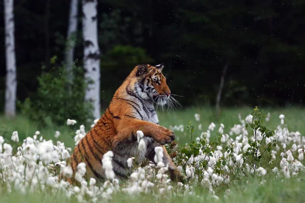 Tigre Siberiano Panthera Tigris Tigris También Llamado Tigre Amur Panthera — Foto de Stock