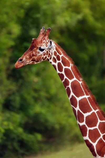 这种网状长颈鹿 Giraffa Camelopardalis Reticulata 也被称为索马里长颈鹿 Somali Giraffe 有绿色背景的肖像 — 图库照片