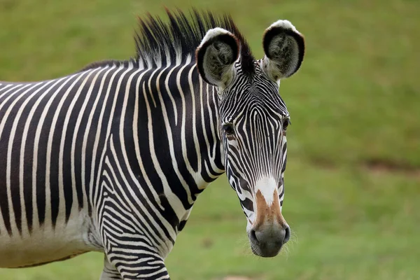 Den Grevyi Zebra Equus Grevyi Även Känd Som Den Kejserliga — Stockfoto