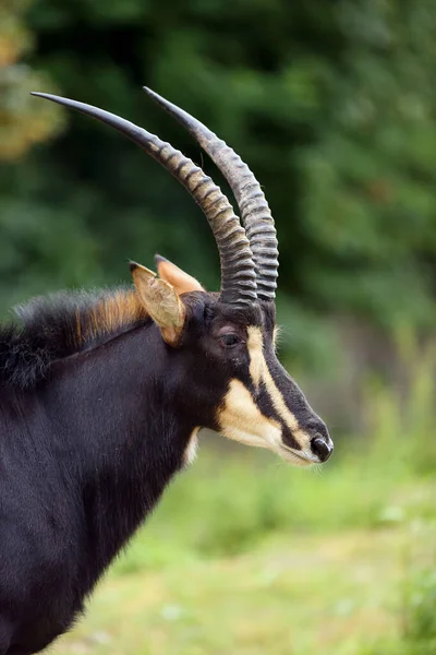 Sabelantilope Hippotragus Niger Portret Met Groene Achtergrond Zeldzame Antilope Portret — Stockfoto