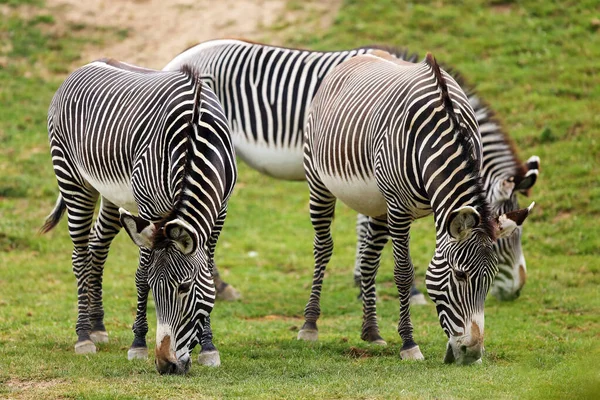 Grevyi Zebra Equus Grevyi Известная Императорская Зебра Пасущая Стадо Зеленом — стоковое фото