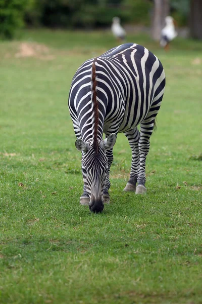 Cebra Grant Equus Quagga Boehmi Pastando Prado Verde Con Dos — Foto de Stock