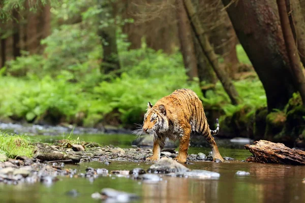 Sibirya Kaplanı Panthera Tigris Tigris Tigris Amur Kaplanı Panthera Tigris — Stok fotoğraf