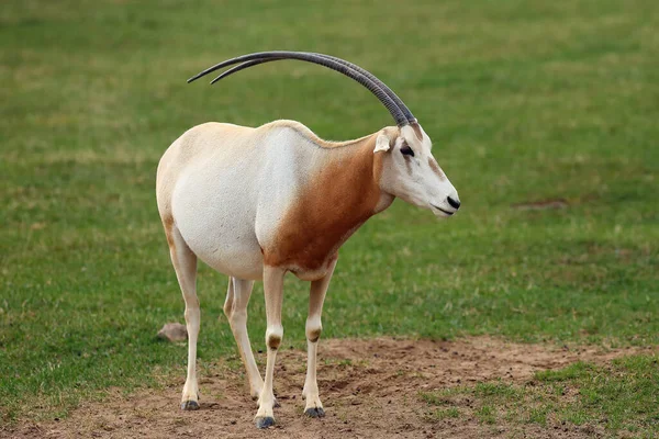 Scimitar Oryx Scimitar Gehoornde Oryx Oryx Dammah Ook Sahara Oryx — Stockfoto