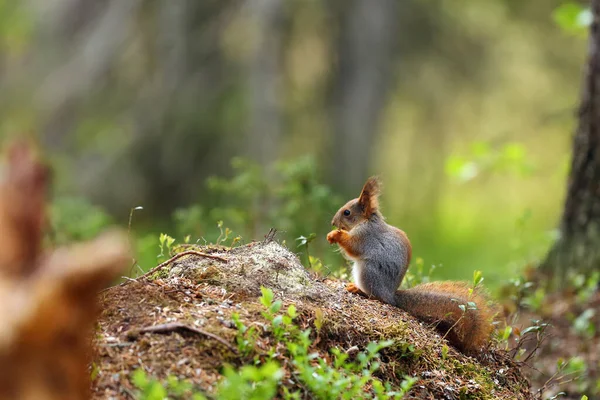 Красная Белка Sciurus Vulgaris Сидит Скандинавском Лесу Белка Типичной Среде — стоковое фото