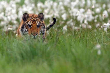 Sibirya kaplanı (Panthera tigris tigris tigris), ayrıca Amur kaplanı (Panthera tigris altaica) olarak da bilinir..
