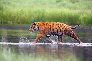 Sibirya kaplanı (Panthera tigris tigris tigris), Amur kaplanı (Panthera tigris altaica) olarak da bilinir. Sıcak yaz mevsiminde güzel dişi Sibirya kaplanı.