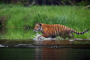 Sibirya kaplanı (Panthera tigris tigris tigris), Amur kaplanı (Panthera tigris altaica) olarak da bilinir. Sıcak yaz mevsiminde güzel dişi Sibirya kaplanı.