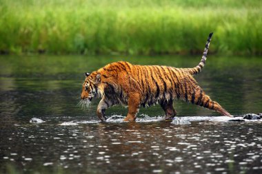 Sibirya kaplanı (Panthera tigris tigris tigris), Amur kaplanı (Panthera tigris altaica) olarak da bilinir. Sıcak yaz mevsiminde güzel dişi Sibirya kaplanı.