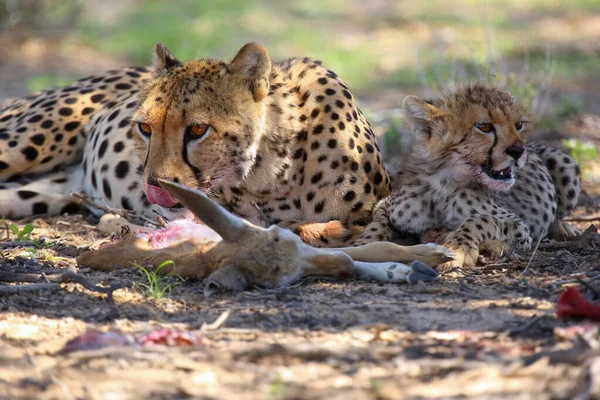 Cheetah Cub Acinonyx Jubatus His Mother Eating Antelope Cheetahs Desert — Stock Photo, Image