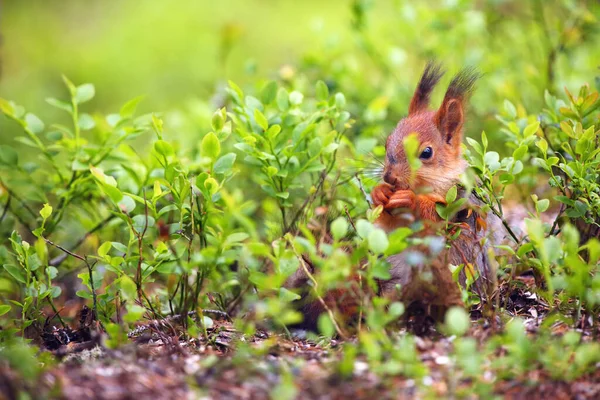 Красная Белка Sciurus Vulgaris Сидит Скандинавском Лесу Белка Типичной Среде — стоковое фото