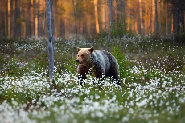 Бурый Медведь Ursus Arctos Самка Идущая Лесу Против Света Самка — стоковое фото