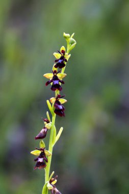 Ophrys insectifera, yeşil arka planlı sinek orkidesi. Yeşil alanda Avrupa orkidesi ve arka planda karanlık ormanlar. Avrupa 'nın nadir bitkileri.