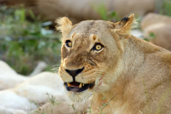 Leão Panthera Leo Retrato Uma Leoa Leoa Protegendo Seus Filhotes — Fotografia de Stock