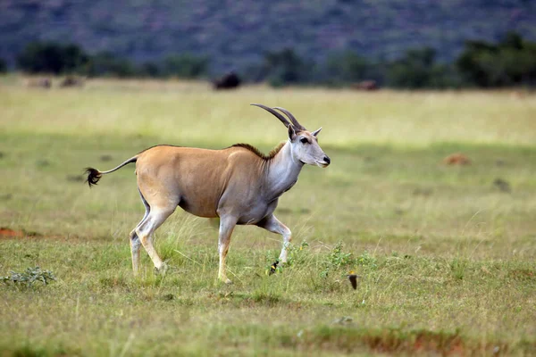 Загальна Земля Taurotragus Oryx Також Відома Південна Земля Або Сухопутна — стокове фото