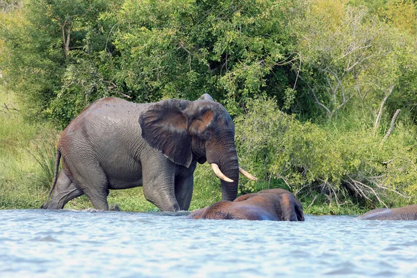 Der Afrikanische Buschelefant Loxodonta Africana Ein Junges Männchen Fluss — Stockfoto