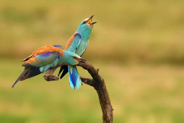 Európai Görgős Coracias Garrulus Áramló Pár Ágon Zöld Mezővel Háttérben — Stock Fotó