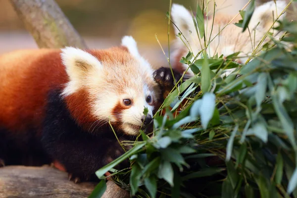 Panda Vermelho Ailurus Fulgens Raposa Fogo Panda Menor Urso Gato — Fotografia de Stock