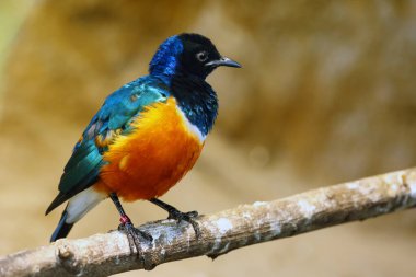 Superb Starling (Lamprotornis superbus) şubede oturuyor.