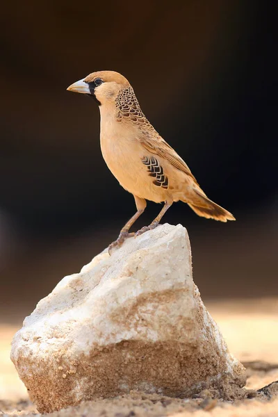 Sociable Weaver Philetairus Socius Also Commonly Known Common Social Weaver — Stock Photo, Image