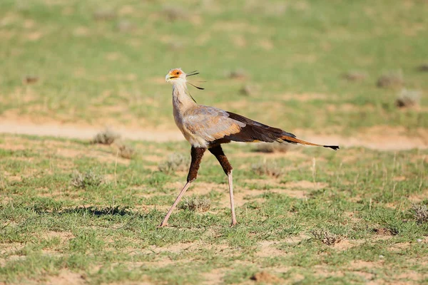Uccello Segretario Segretario Sagittarius Serpentarius Nel Deserto Uccello Segretario Segretario — Foto Stock