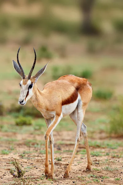 Der Springbock Antidorcas Marsupialis Porträt Der Erwachsenen Weiblichen Antilope — Stockfoto