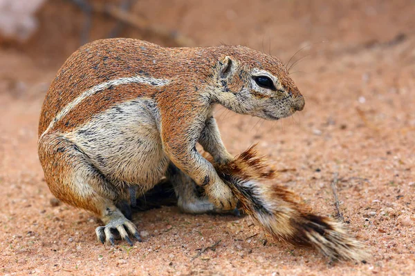 Kaap Voedingsbodem Eekhoorn Xerus Inauris Sguirel Woestijn Zand — Stockfoto