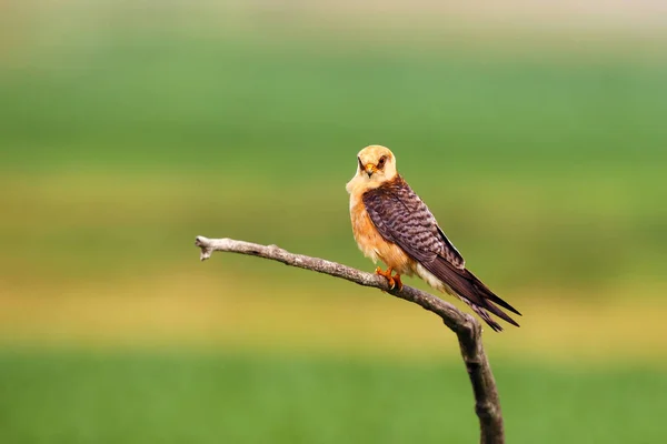 Falco Vespertinus 배경을 나뭇가지에 — 스톡 사진