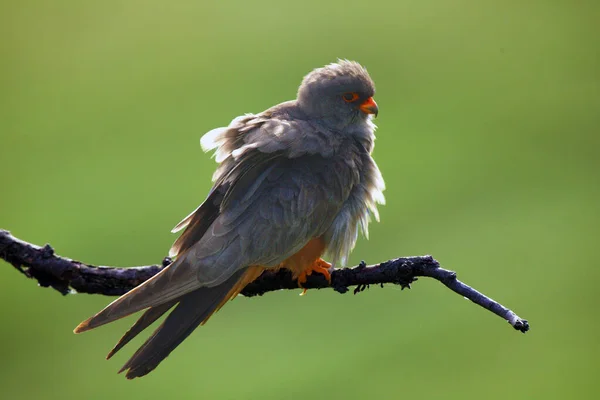 Красноногий Сокол Falco Vespertinus Ранее Западный Красноногий Сокол Самец Сидящий — стоковое фото